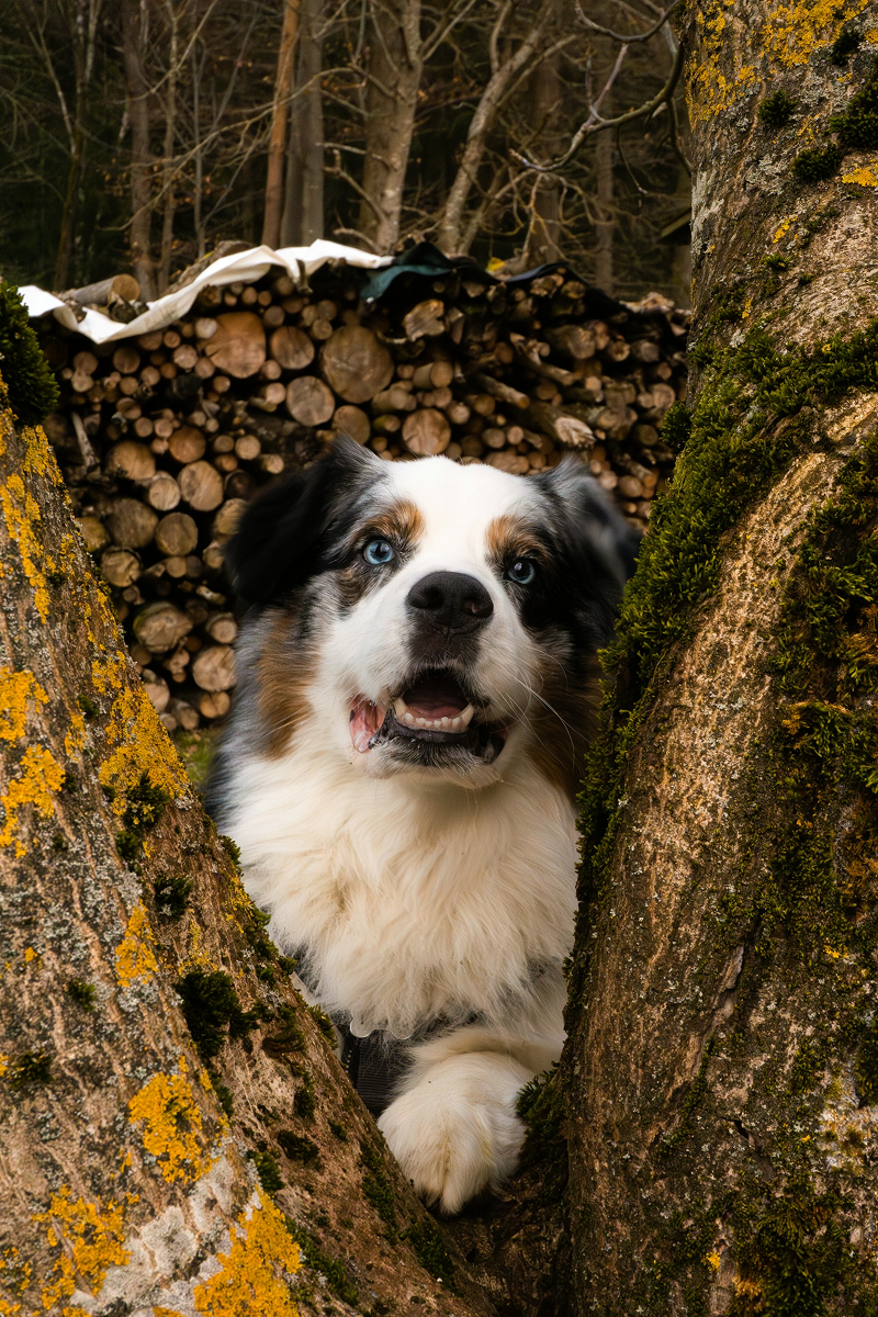 Aussie